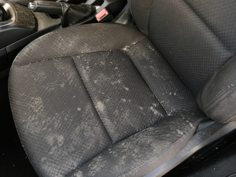 Mold in the car: is it dangerous? How to get rid of it